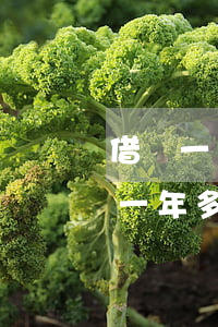 借唄一萬一年多少利息等額還款-借唄一萬一年多少利息等額還款啊