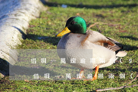 借唄一萬塊逾期兩個(gè)月利息多少-借唄一萬塊逾期兩個(gè)月利息多少錢