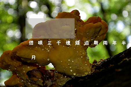 借唄三千塊錢逾期兩年半(借唄三萬逾期四個月)