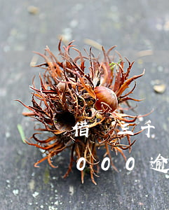 借唄三千塊錢逾期多少利息(螞蟻借唄欠了3000,逾期三年是多少錢)