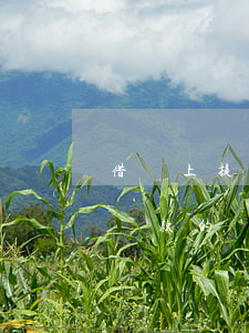 借唄上提前還款利息怎么算利息-借唄提前還款的話利息怎么算