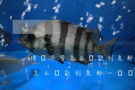 借唄不管怎么還款利息都一樣嗎-借唄不管怎么還款利息都一樣嗎怎么回事