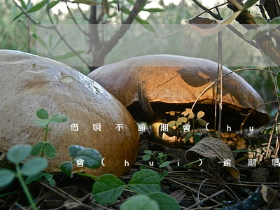 借唄不逾期會(huì)影響征信嗎（借唄不會(huì)逾期嗎怎么辦）