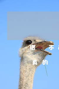 借唄不逾期有利息嘛(借唄不逾期有利息嘛是真的嗎)