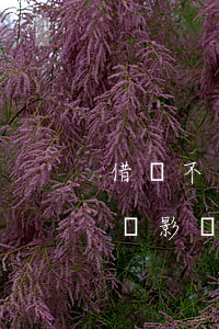 借唄不逾期有沒有上征信(借唄從不逾期會不會影響征信)