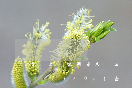 借唄京東逾期多久會上門(借唄逾期多久會上門調(diào)查)