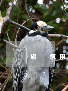 借唄信用卡欠了很多還能網(wǎng)貸嗎-