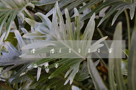 借唄借50000等額還款計算-借唄5萬每月等額
