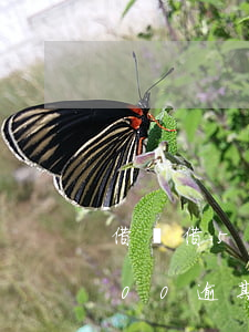借唄借5000逾期一年的后果-借唄5000逾期一年會被起訴嗎
