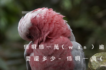 借唄借一萬(wàn)逾期一個(gè)月要還多少-借唄一萬(wàn)逾期一個(gè)月多少利息