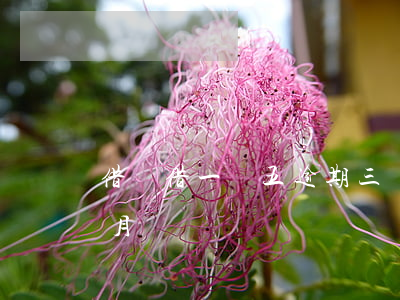 借唄借一萬五逾期三個月(借唄四萬逾期半個月)