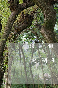 借唄借了五萬逾期兩個月(螞蟻借唄5000逾期3個月了)