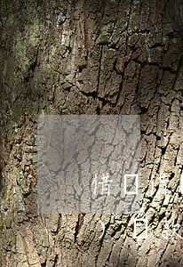 借唄借兩次錢產(chǎn)生幾個(gè)還款計(jì)劃-借唄借兩次是怎么還款