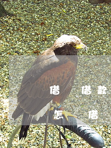 借唄借款逾期一個(gè)月會(huì)怎樣(借唄逾期一個(gè)月后果嚴(yán)重嘛)