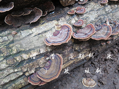 借唄借錢逾期影響政審嗎(借唄逾期公務(wù)員政審被刷)