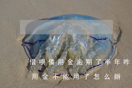 借唄備用金逾期了半年咋辦(借唄逾期幾天備用金不能用了怎么辦)