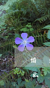 借唄元3000逾期一天(借唄己逾期1天怎么辦)