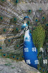 借唄先息后本逾期可以協(xié)商還款嗎(借唄把逾期的還清后,可以協(xié)商后面的慢慢還嗎?)
