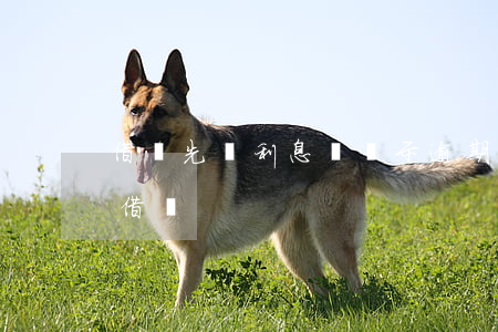 借唄先還利息會顯示逾期嗎(借唄逾期后還能借嗎)