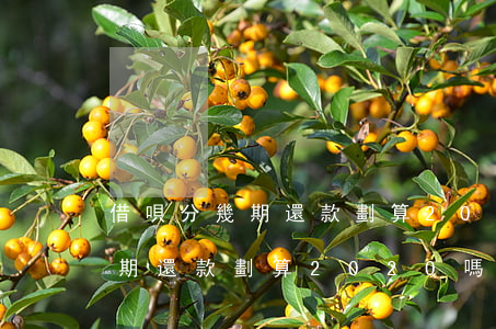 借唄分幾期還款劃算2020嗎-借唄分幾期還款劃算2020嗎