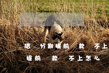 借唄分期提前還款還不上怎么辦-借唄分期提前還款還不上怎么辦呢