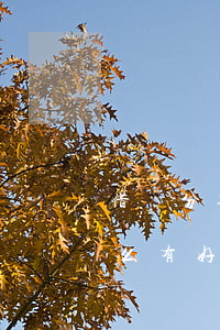 借唄分期逾期一次8條記錄(借唄逾期一次怎么有好多條)