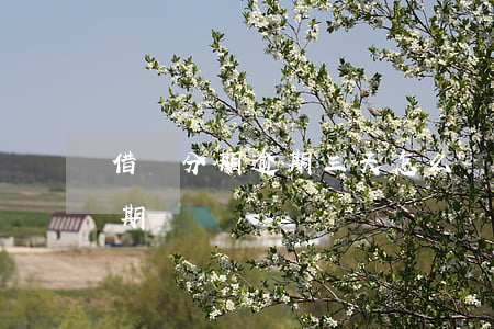 借唄分期逾期三天怎么辦(借唄逾期如何再分期)