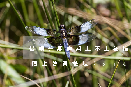 借唄分期逾期上不上征信(借唄沒有逾期在征信上會有體現(xiàn)嗎)