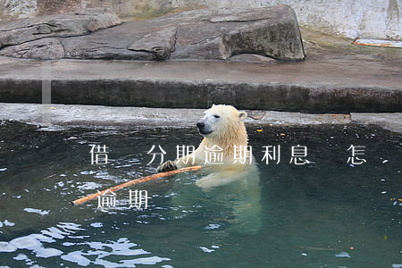 借唄分期逾期利息會怎樣(借唄逾期在分期算逾期嗎)