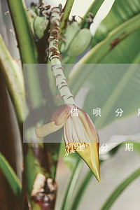 借唄分期逾期半年了怎么還(借唄逾期多久終止分期)