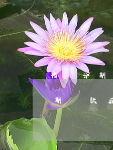 借唄分期還款之后怎么額度少兩千-借唄分期還款后額度沒了