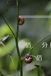 借唄分期還款什么時(shí)候可以再借-借唄分期還款什么時(shí)候可以再借一次