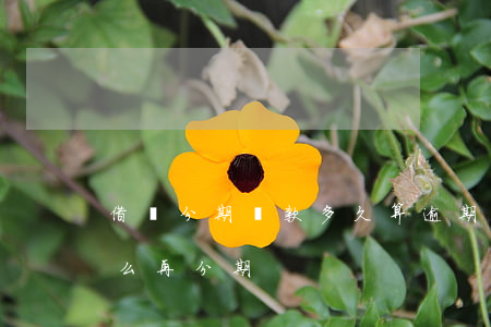 借唄分期還款多久算逾期(支付寶借唄逾期怎么再分期)