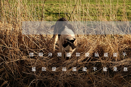 借唄分期還款提前還能不能免息-借唄分期還款提前還能不能免息了