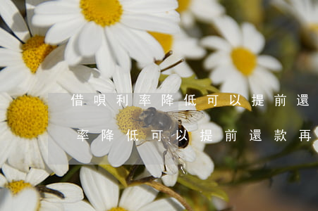 借唄利率降低可以提前還款再借嗎-借唄利率降低可以提前還款再借嗎