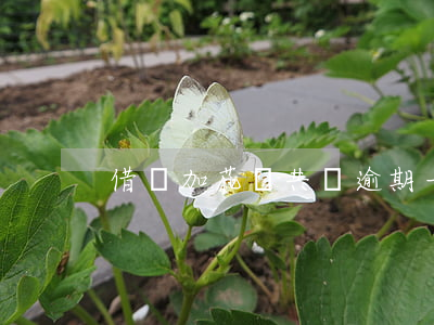 借唄加花唄共計逾期一萬多(借唄逾期7萬多)