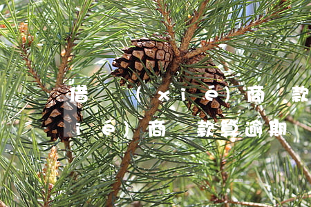 借唄協(xié)商還款找中介(借唄協(xié)商還款算逾期嗎)