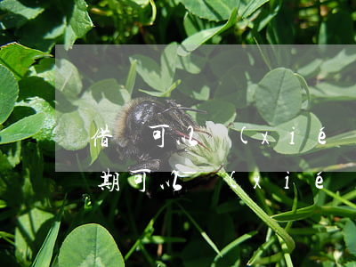 借唄可以協(xié)商分期還款嗎(借唄逾期可以協(xié)商還本金或者分期還嗎)