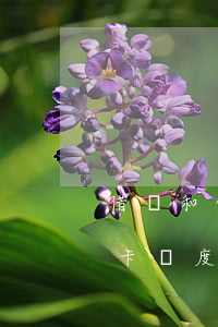 借唄和信用卡逾期哪個先還(借唄逾期對信用卡額度有影響嗎)