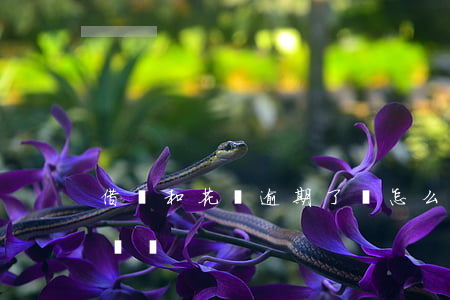 借唄和花唄逾期了會怎么樣(借唄逾期會怎么樣嗎)
