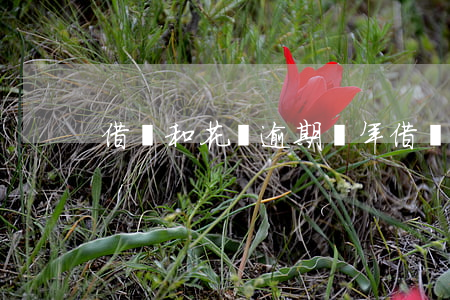 借唄和花唄逾期兩年(借唄和花唄逾期兩年)