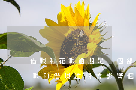 借唄和花唄逾期是一個部門處理嗎-螞蟻花唄和借唄逾期會影響個人征信嗎