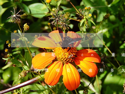 借唄嚴(yán)重逾期能坐飛機(jī)嗎(借唄,花唄逾期多久買不了高鐵,飛機(jī)票)
