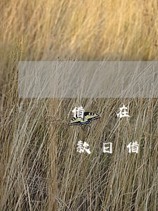 借唄在還款日借錢是什么時候還-借唄在還款日借錢是什么時候還的