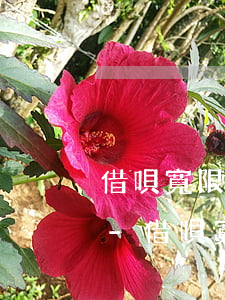 借唄寬限期還款后可以繼續(xù)使用嗎-借唄寬限期還款后可以繼續(xù)使用嗎安全嗎