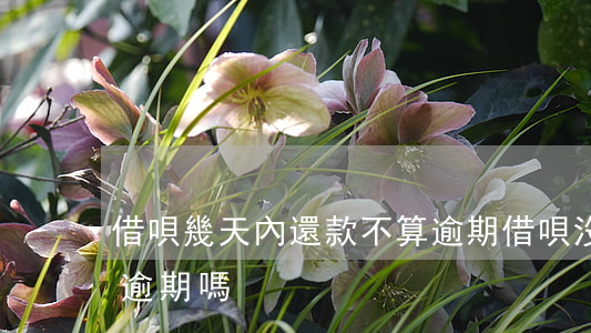 借唄幾天內還款不算逾期(借唄沒超過當天算逾期嗎)