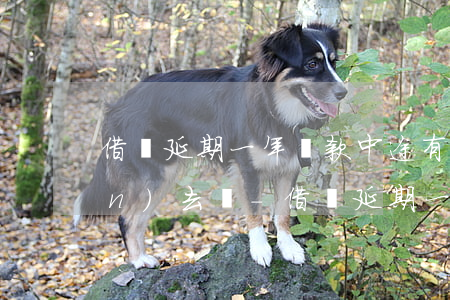 借唄延期一年還款中途有錢可以還進(jìn)去嗎-借唄延期一年還款中途有錢可以還進(jìn)去嗎安全嗎