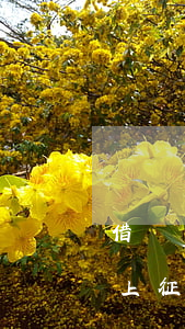 借唄從未逾期會不會上征信(借唄到期不還會上征信嗎)