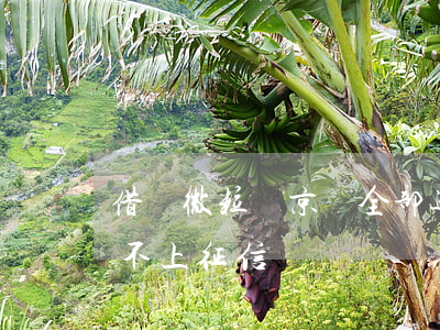 借唄微粒貸京東全部逾期(京東,微粒貸,借唄上不上征信?)