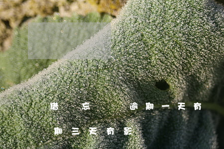 借唄忘記還逾期一天有沒有事(借唄忘還了逾期三天有影響嗎)